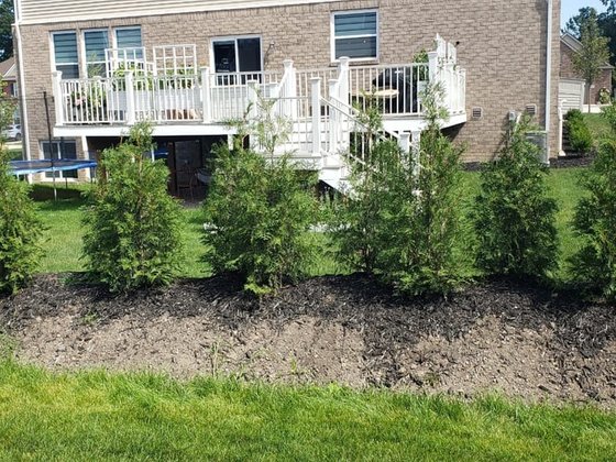American Pillar arborvitae installation in Oakland or Macomb County