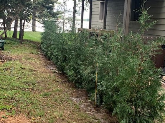 American Pillar arborvitae installation in Oakland or Macomb County