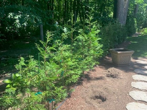 American Pillar arborvitae installation in Oakland or Macomb County