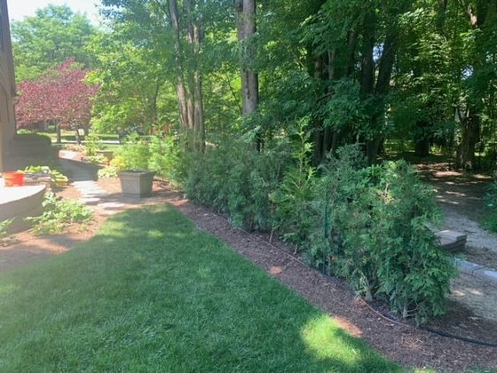 American Pillar arborvitae installation in Oakland or Macomb County