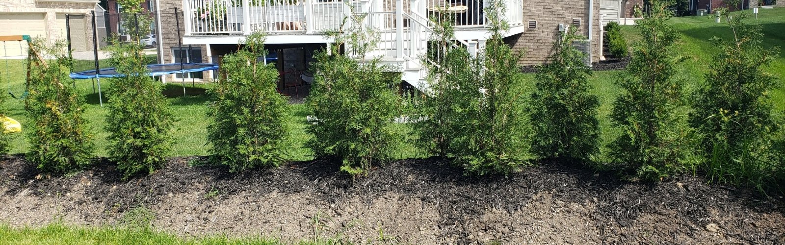 American Pillar Arborvitae privacy screen installed in Southeast Michigan