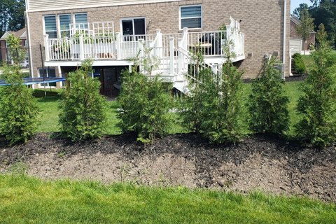 American Pillar Arborvitae