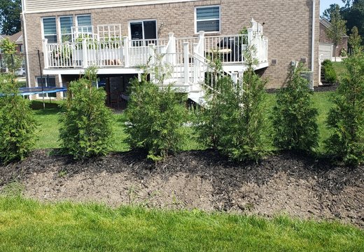 Arborvitae installation project in Oakland or Macomb County