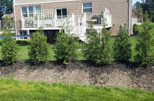 American Pillar Arborvitae