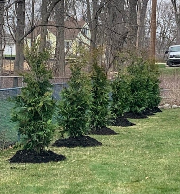 Arborvitae privacy hedge