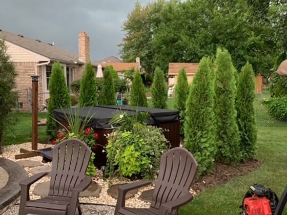Emerald Green arborvitae installation in Oakland or Macomb County
