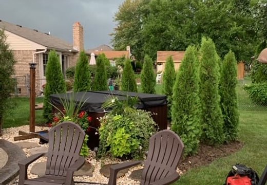 Arborvitae installation project in Oakland or Macomb County