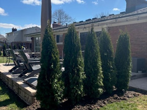 Emerald Green arborvitae installation in Oakland or Macomb County