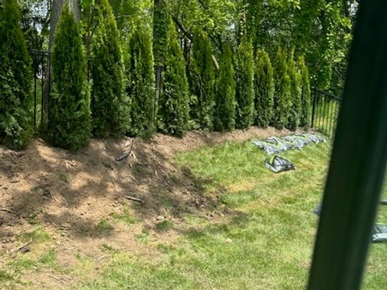 Emerald Green arborvitae installation in Oakland or Macomb County
