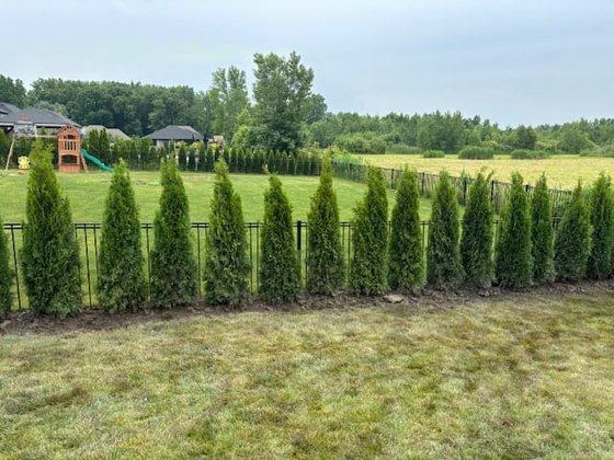 Emerald Green arborvitae installation in Oakland or Macomb County