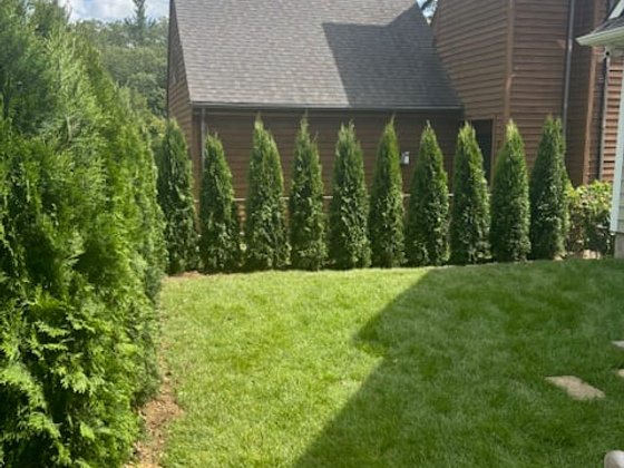 Emerald Green arborvitae installation in Oakland or Macomb County