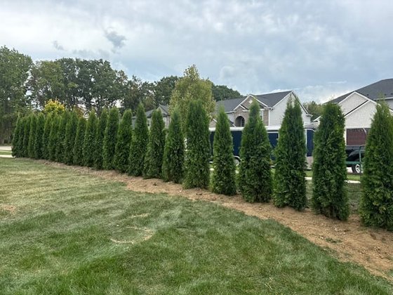 Emerald Green arborvitae installation in Oakland or Macomb County