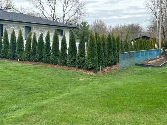 Emerald Green arborvitae installation in Oakland or Macomb County