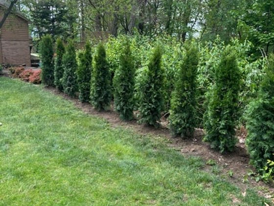 Emerald Green arborvitae installation in Oakland or Macomb County