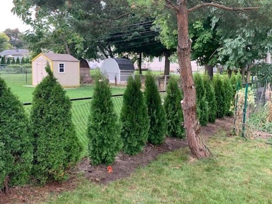 Emerald Green arborvitae installation in Oakland or Macomb County
