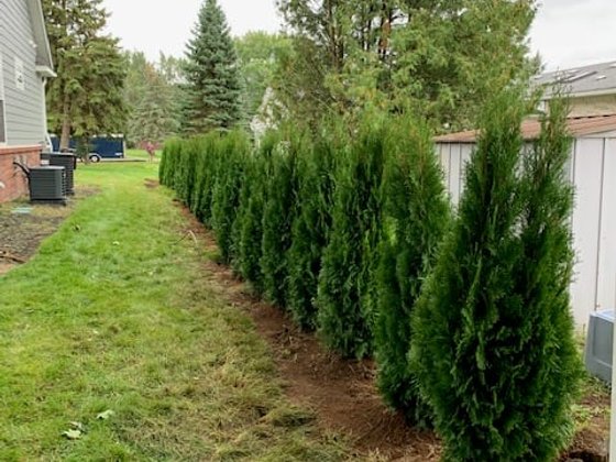 Emerald Green arborvitae installation in Oakland or Macomb County