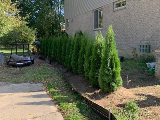 Emerald Green arborvitae installation in Oakland or Macomb County
