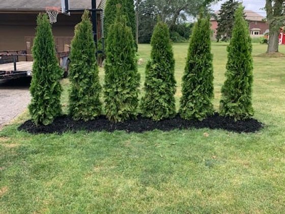 Emerald Green arborvitae installation in Oakland or Macomb County