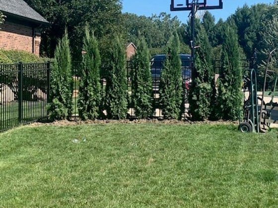 Emerald Green arborvitae installation in Oakland or Macomb County