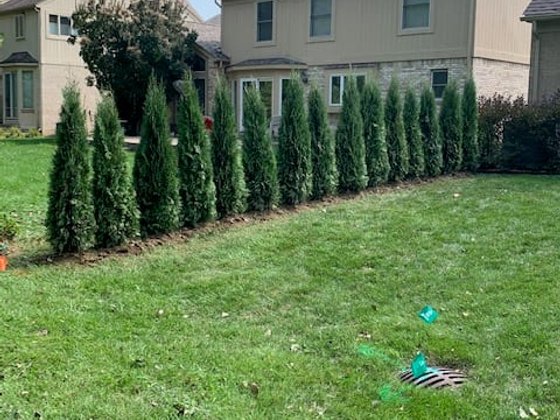Emerald Green arborvitae installation in Oakland or Macomb County