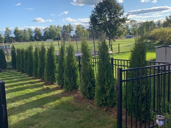 Emerald Green arborvitae installation in Oakland or Macomb County