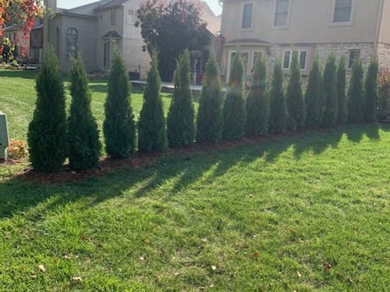 Emerald Green arborvitae installation in Oakland or Macomb County