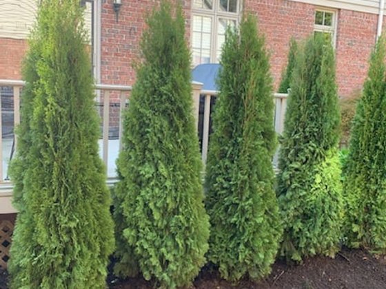 Emerald Green arborvitae installation in Oakland or Macomb County