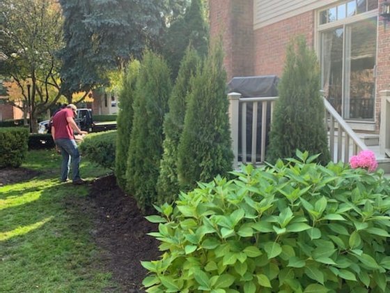 Emerald Green arborvitae installation in Oakland or Macomb County