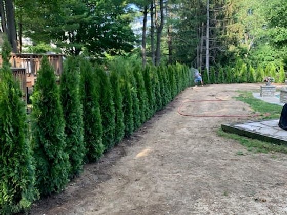 Emerald Green arborvitae installation in Oakland or Macomb County