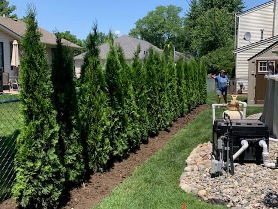 Emerald Green arborvitae installation in Oakland or Macomb County