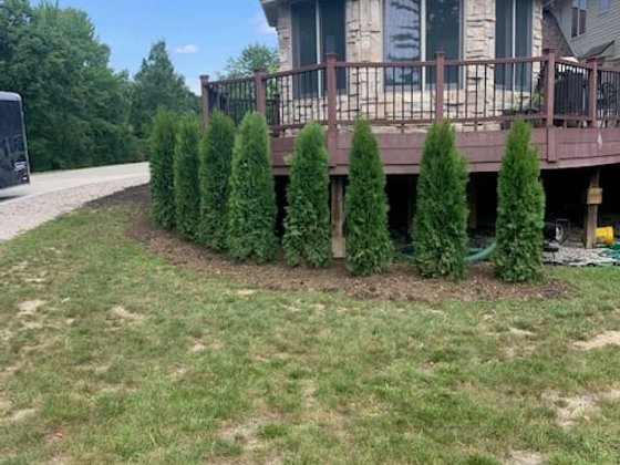Emerald Green arborvitae installation in Oakland or Macomb County