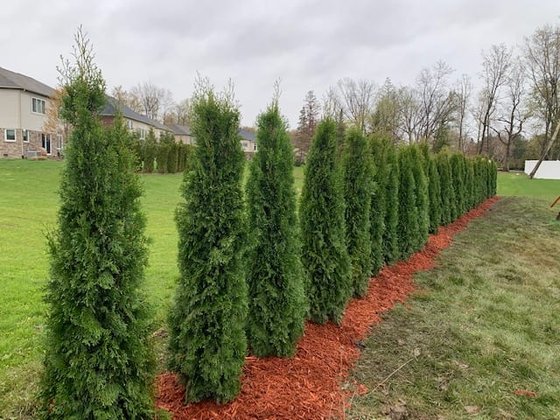 Emerald Green arborvitae installation in Oakland or Macomb County