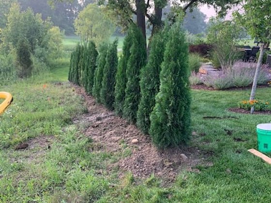 Emerald Green arborvitae installation in Oakland or Macomb County
