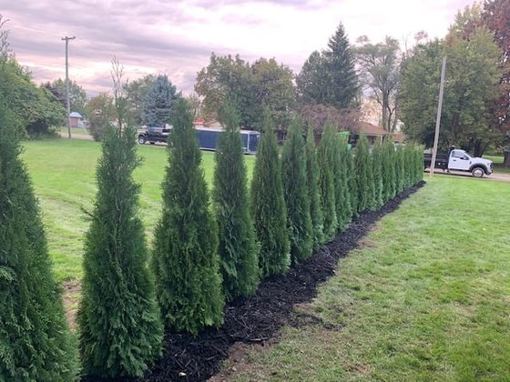 Emerald Green arborvitae installation in Oakland or Macomb County