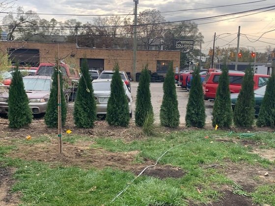 Emerald Green arborvitae installation in Oakland or Macomb County