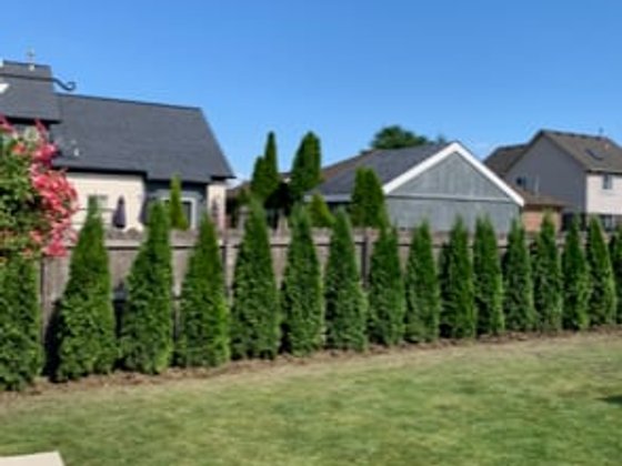 Emerald Green arborvitae installation in Oakland or Macomb County