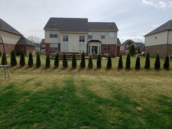 Emerald Green arborvitae installation in Oakland or Macomb County