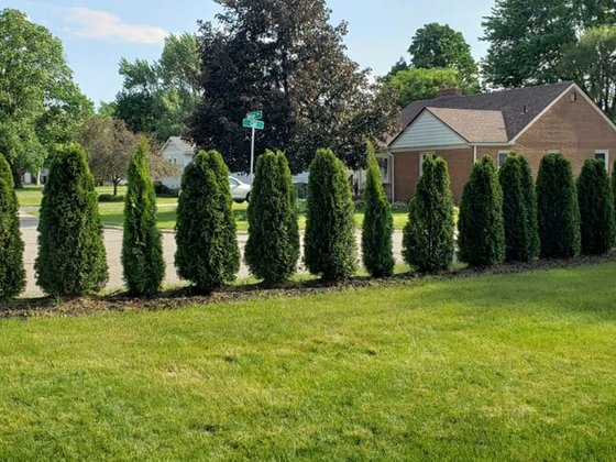 Emerald Green arborvitae installation in Oakland or Macomb County