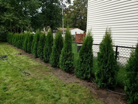 Emerald Green arborvitae installation in Oakland or Macomb County