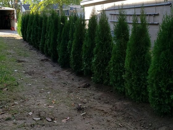 Emerald Green arborvitae installation in Oakland or Macomb County