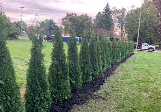 Arborvitae installation project in Oakland or Macomb County