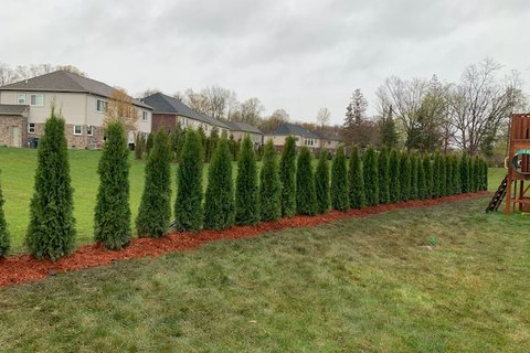 Emerald Green Arborvitae