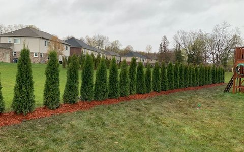 Emerald Green Arborvitae