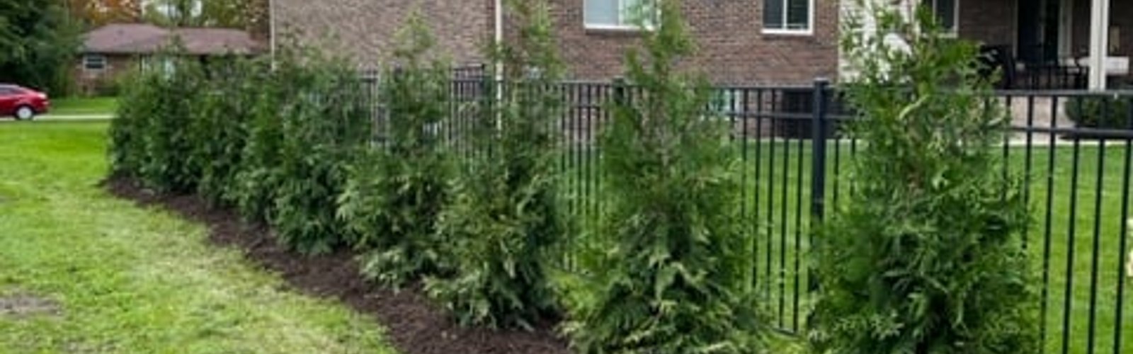 Arborvitae privacy hedge in Southeast Michigan