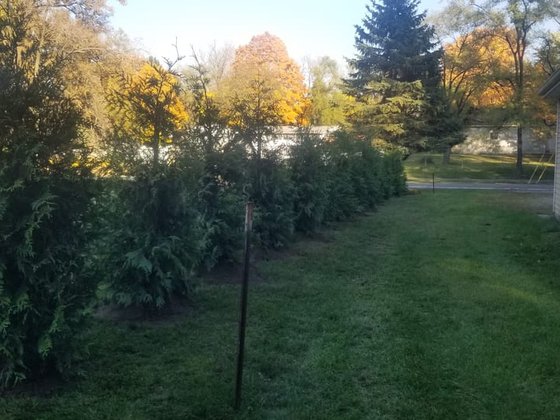 Green Giant arborvitae installation in Oakland or Macomb County