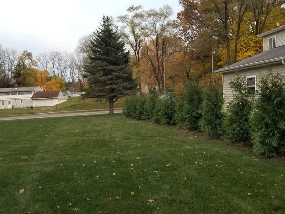 Green Giant arborvitae installation in Oakland or Macomb County