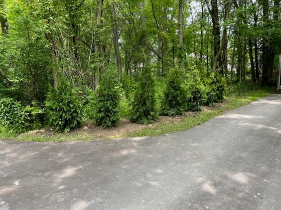 Green Giant arborvitae installation in Oakland or Macomb County