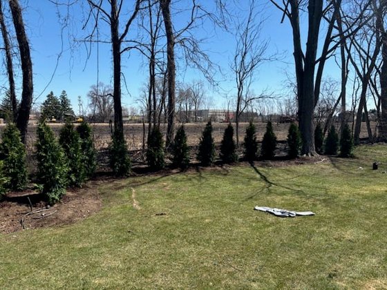 Green Giant arborvitae installation in Oakland or Macomb County
