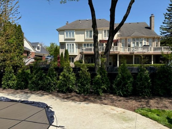 Green Giant arborvitae installation in Oakland or Macomb County