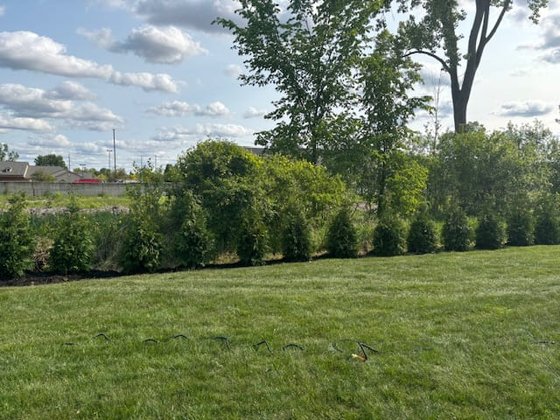 Green Giant arborvitae installation in Oakland or Macomb County